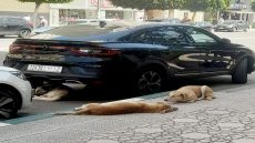 ثلاثة عضات متتالية في ظرف يومين : تفاقم أزمة الكلاب الضالة بالقنيطرة