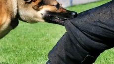 المحكمة تنتصر لطفل بعد مهاجمته من طرف كلب ضال .