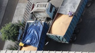 المغرب يزيد تعويض قمح مستورد