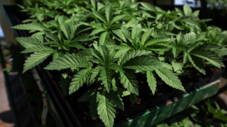 انطلاق موسم زراعة “الحشيش المقنن” في المغرب