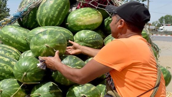 مكتب السلامة الصحية: منظومة صارمة تراقب المبيدات في زراعة البطيخ