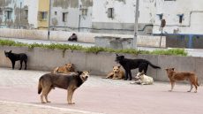 نشطاء يؤيدون المقاربة التشاركية في تعامل الجماعات مع “الكلاب الضالة”