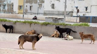 نشطاء يؤيدون المقاربة التشاركية في تعامل الجماعات مع “الكلاب الضالة”