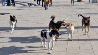 الكلاب الضالة في المغرب… خطر صحي مستمر وإجراءات تحتاج تعزيزًا